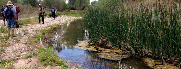 currents_maria_0212_photo_courtesy_of_sanpedrorivervalley.org_tag-_coyote_willow.jpg